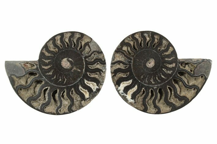 Cut & Polished Ammonite Fossil - Unusual Black Color #250447